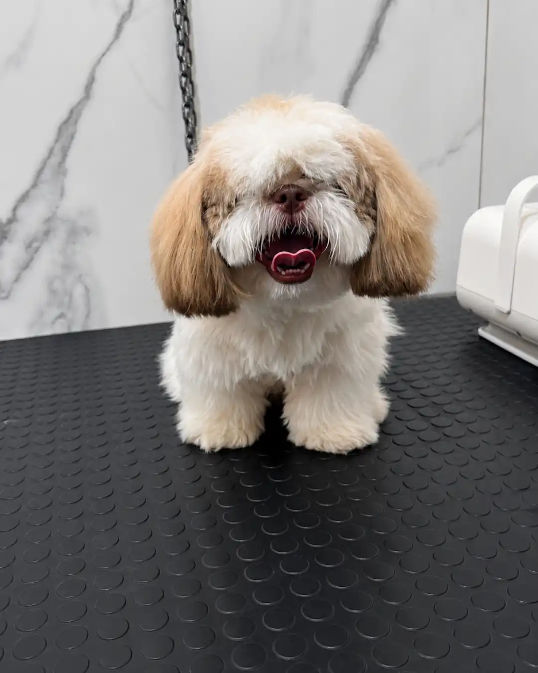 Shih-tzu antes da tosa na Ilpet Grooming no Ipiranga