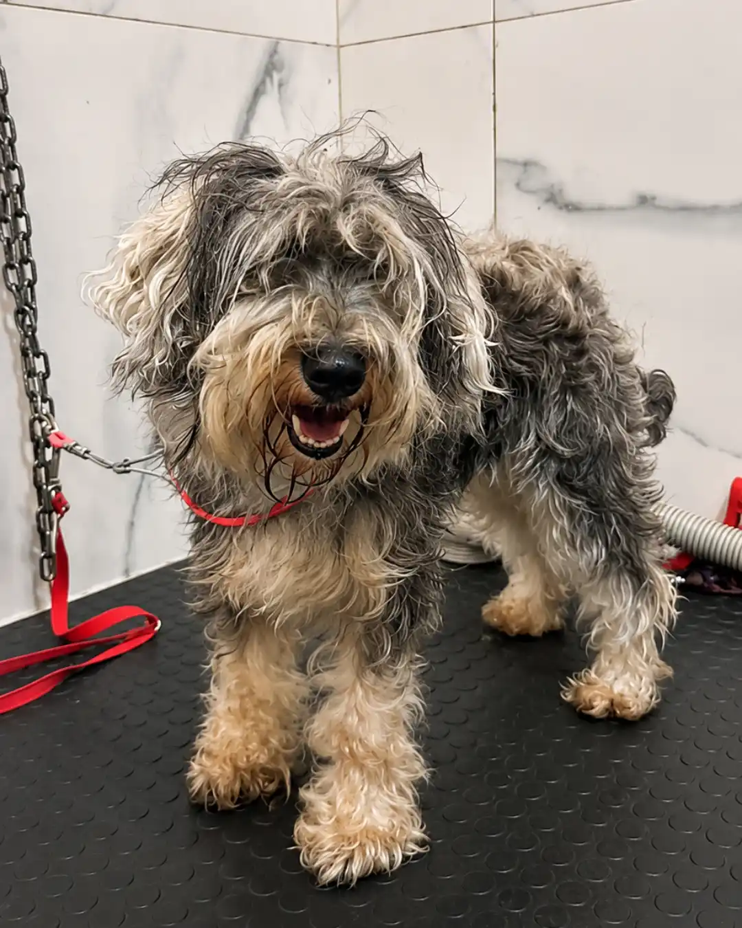 Schnauzer antes da tosa da raça na Ilpet Grooming no Ipiranga