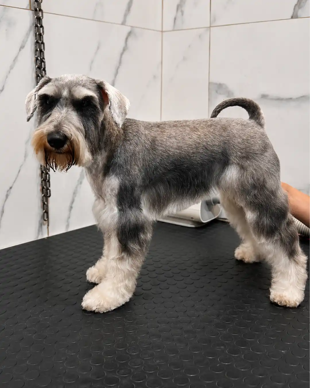 Schnauzer depois da tosa da raça na Ilpet Grooming no Ipiranga