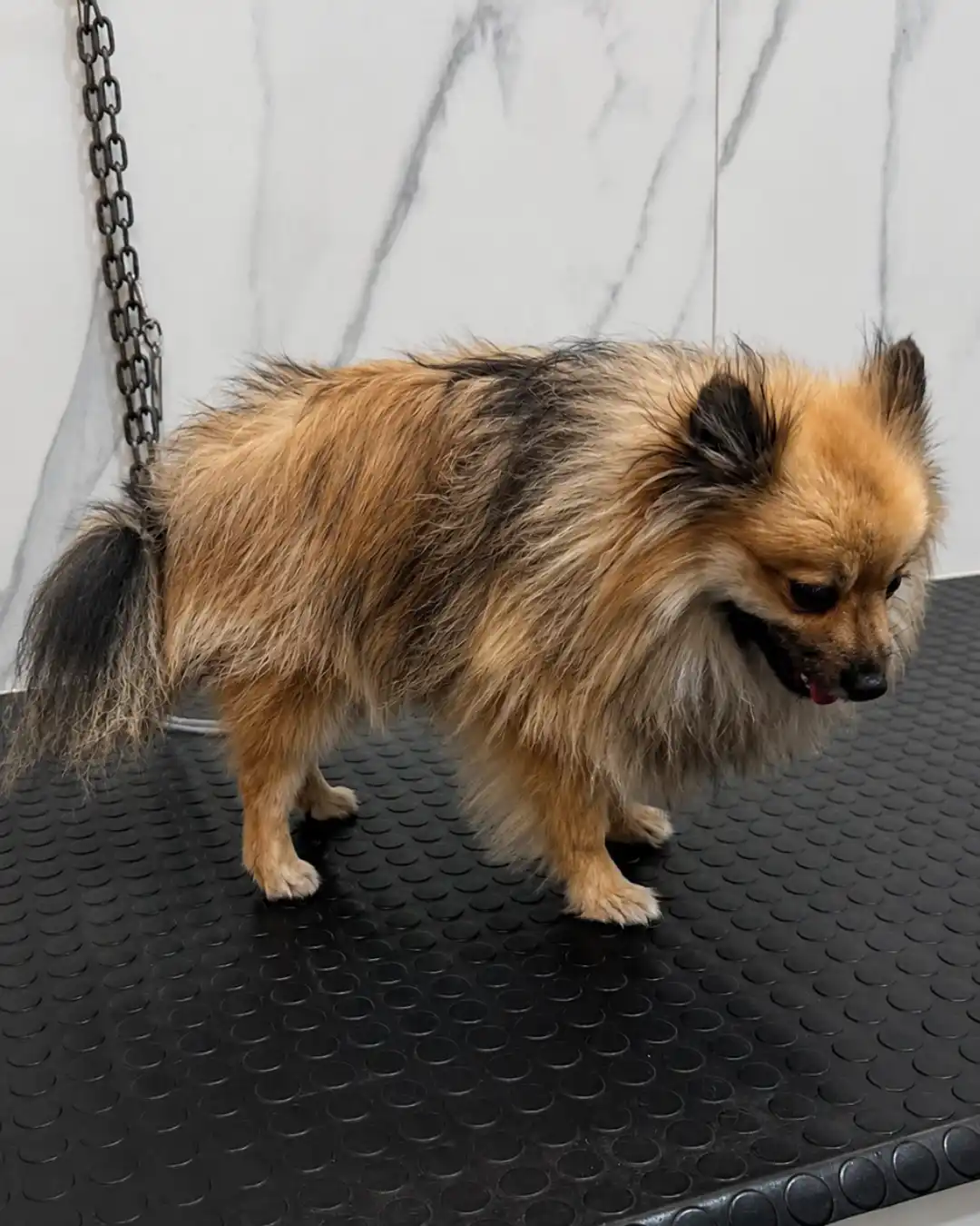 Spitz Alemão antes da tosa na tesoura na Ilpet Grooming no Ipiranga