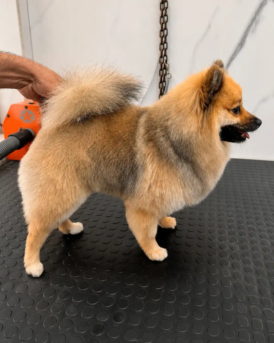 Spitz Alemão depois da tosa na tesoura na Ilpet Grooming no Ipiranga