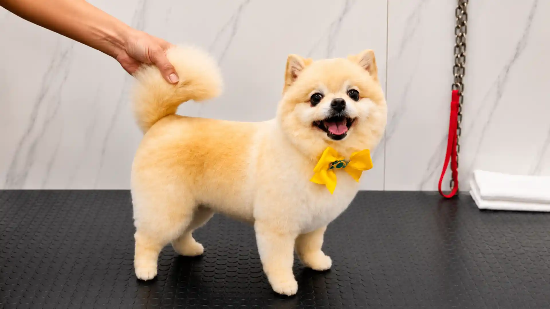 Grooming especializado em Spitz Alemão na Ilpet Grooming
