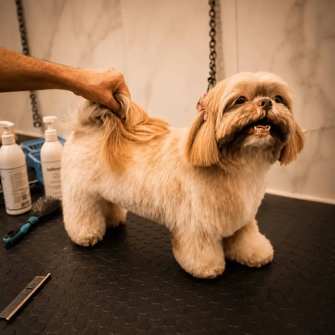 Shih-Tzu com tosa e acabamento na Ilpet