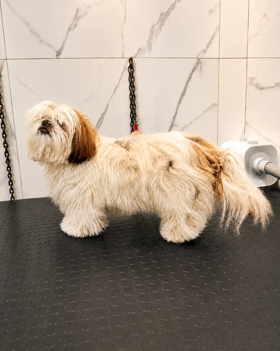 Shih-Tzu antes da aparação e contorno da pelagem na Ilpet Grooming