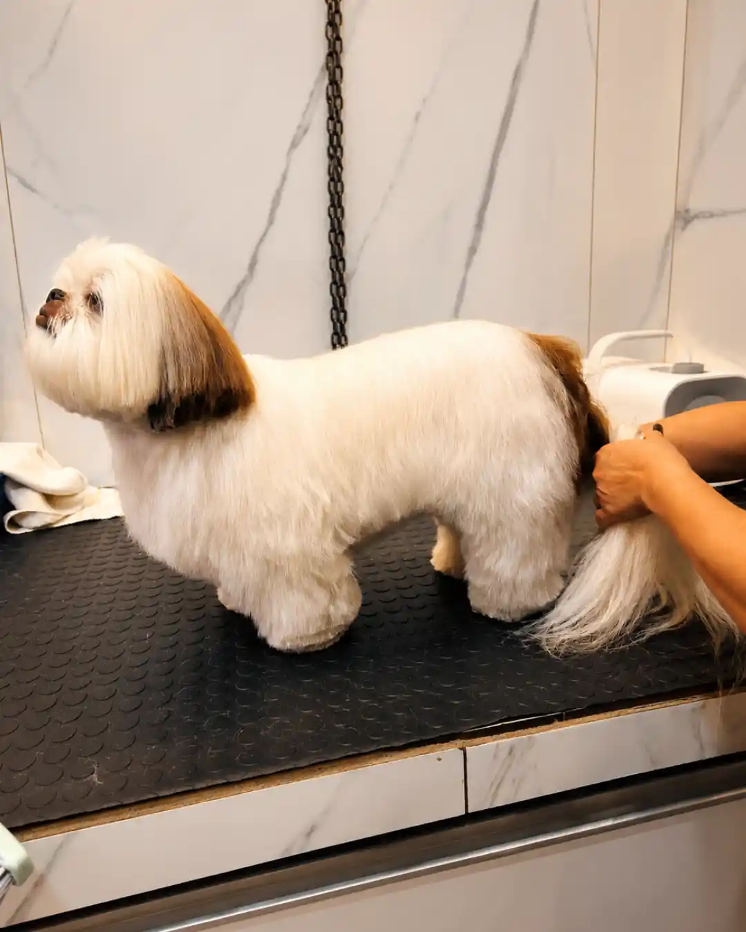 Shih-Tzu depois da aparação e contorno da pelagem na Ilpet Grooming