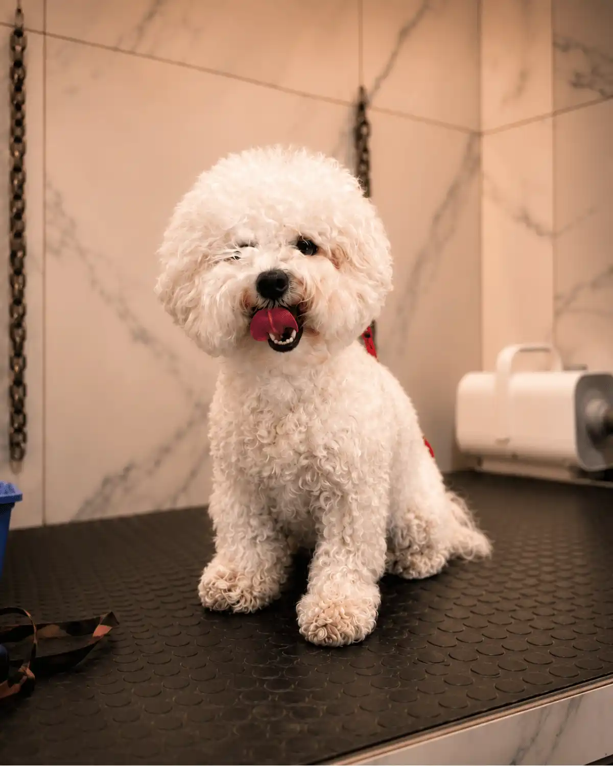Bichon Frisé antes da tosa realizada por Andréa Miranda na Ilpet