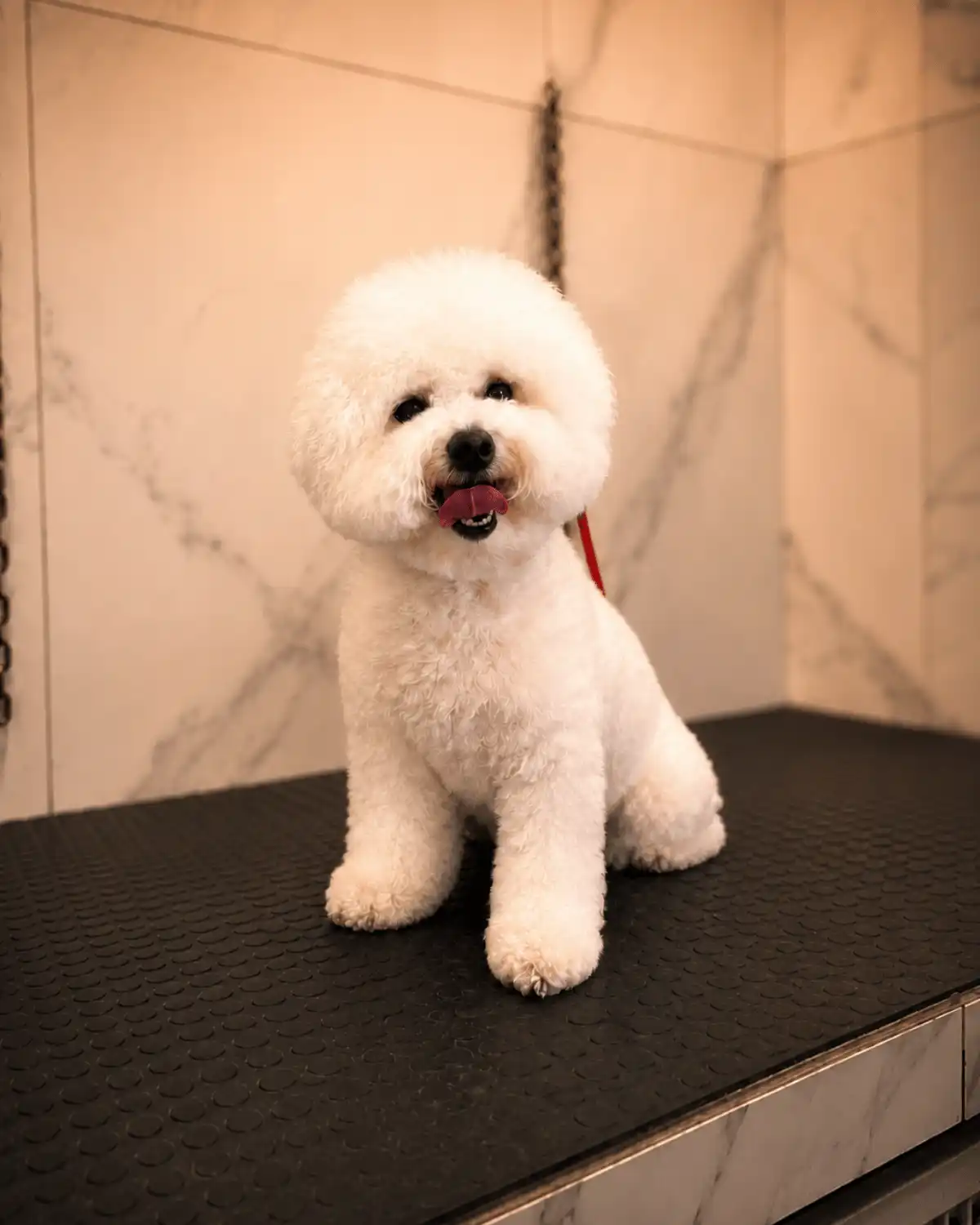 Bichon Frisé depois da tosa realizada por Andréa Miranda na Ilpet
