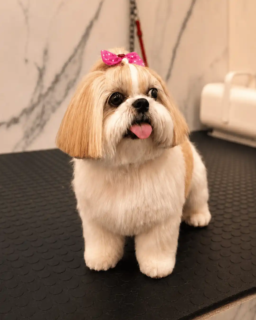 Shih-Tzu — Tosa na Tesoura — resultado real na ILPET Grooming, Ipiranga