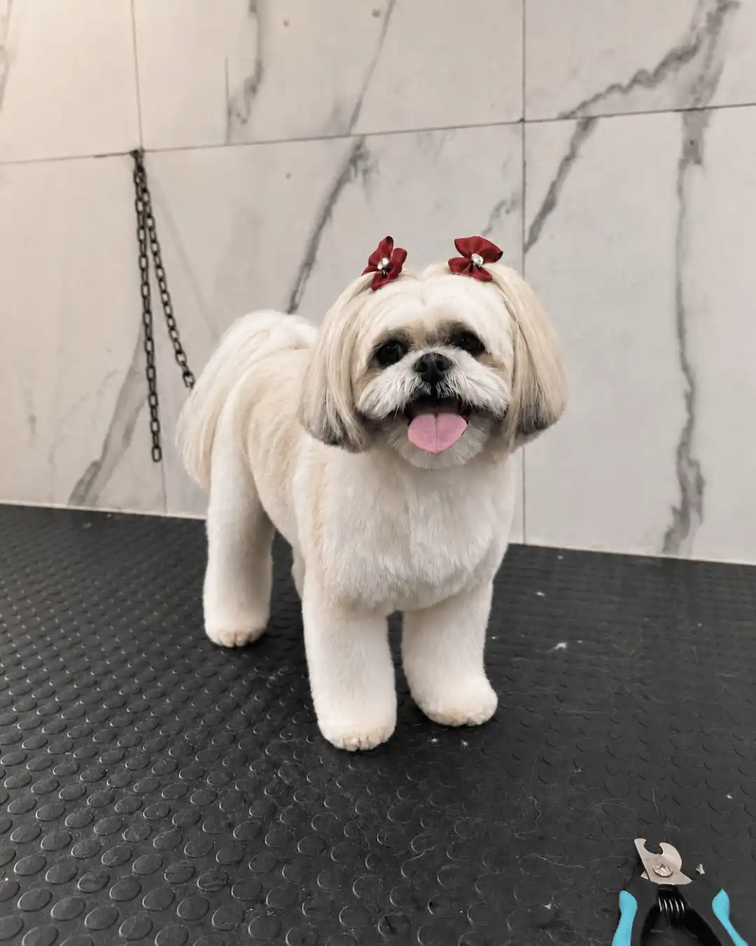 Shih-Tzu — Tosa na Tesoura — resultado real na ILPET Grooming, Ipiranga
