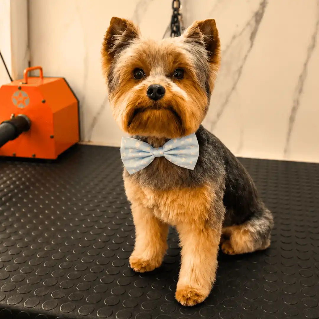 Yorkshire Terrier com acabamento de grooming na Ilpet