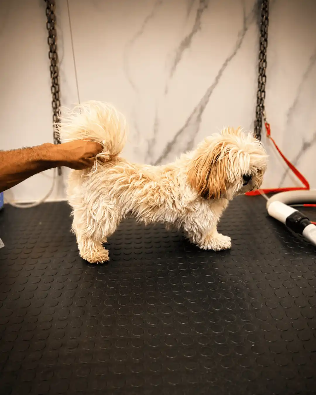 Shih-Tzu antes da tosa personalizada realizada por Andréa Miranda na Ilpet
