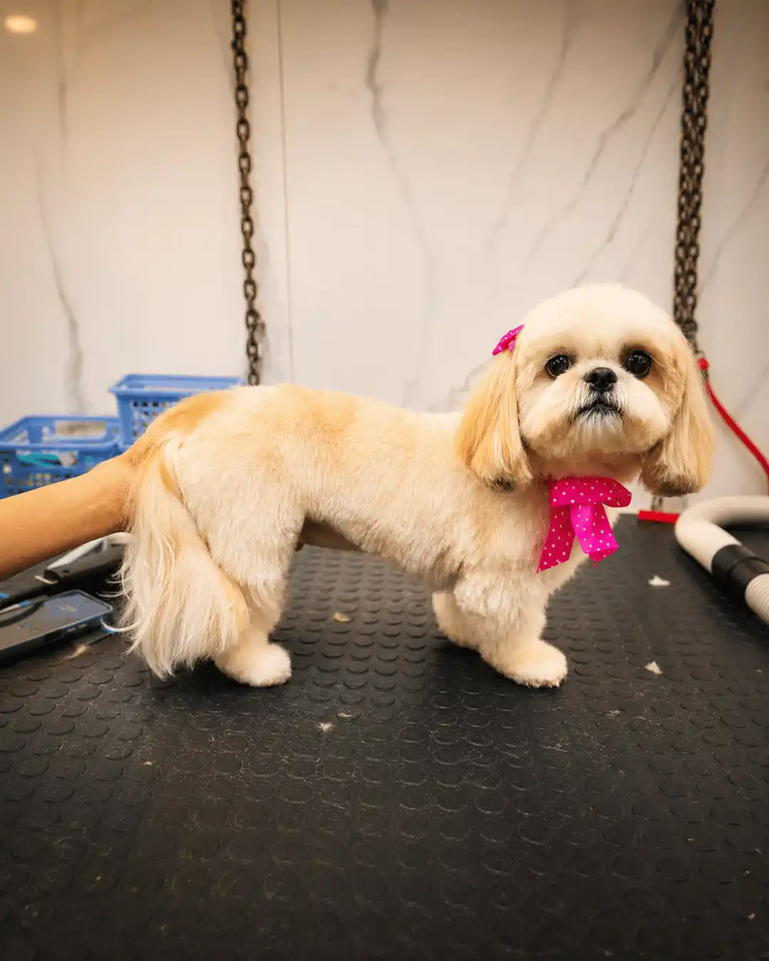 Shih-Tzu depois da tosa personalizada realizada por Andréa Miranda na Ilpet