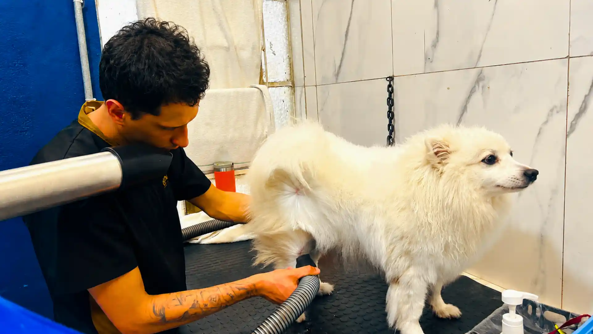 Secagem de cão com equipamentos de baixo ruído na Ilpet Grooming