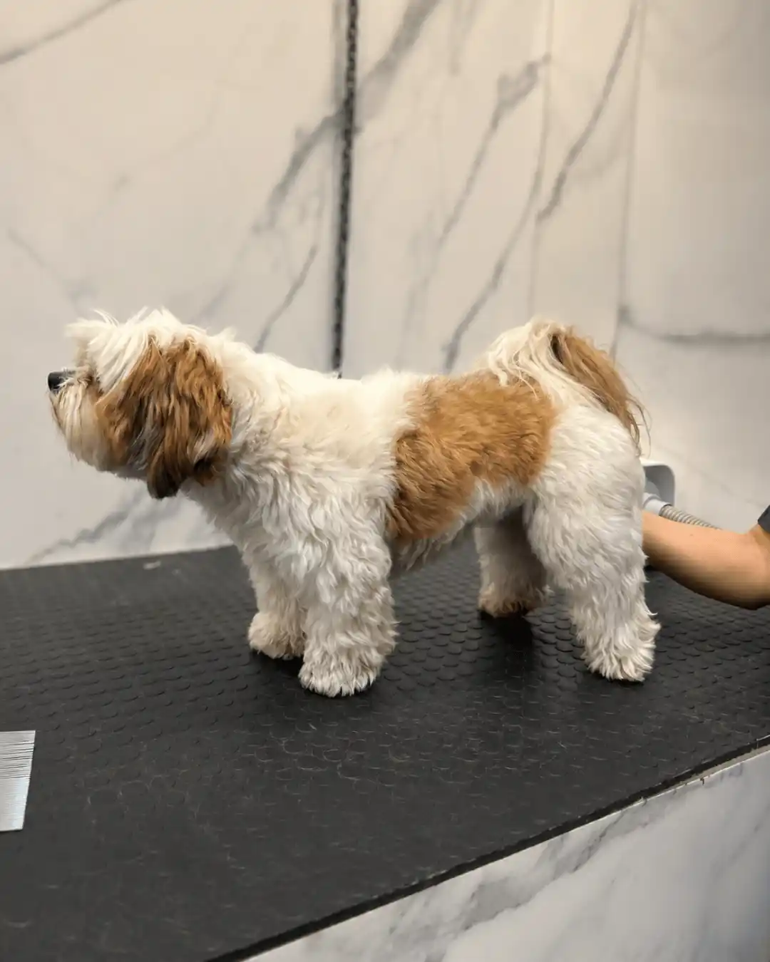 Antes — Raça Shih-Tzu Tosa na Máquina