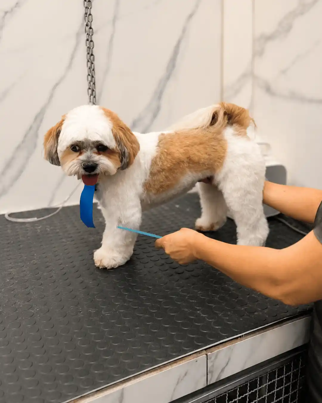 Shih-Tzu — Tosa na Tesoura — resultado real na ILPET Grooming, Ipiranga