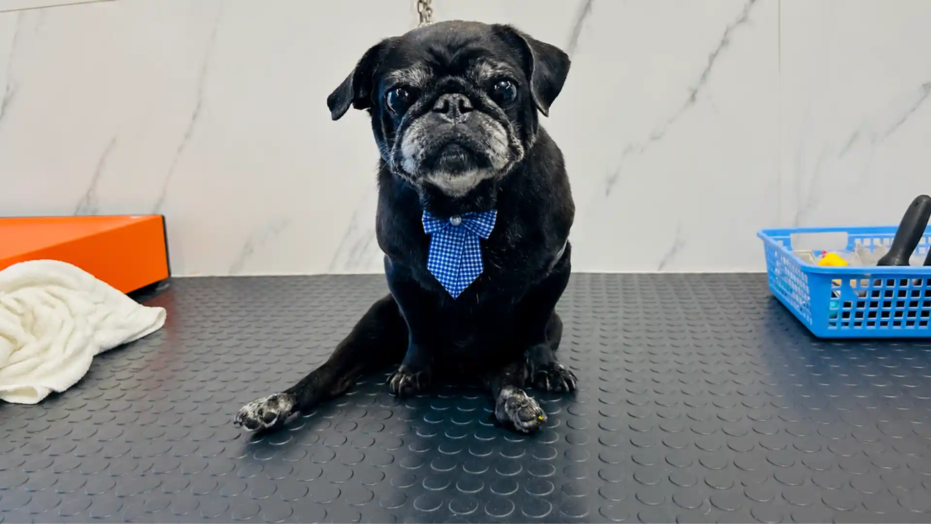 Manejo low-stress durante banho e tosa na Ilpet Grooming