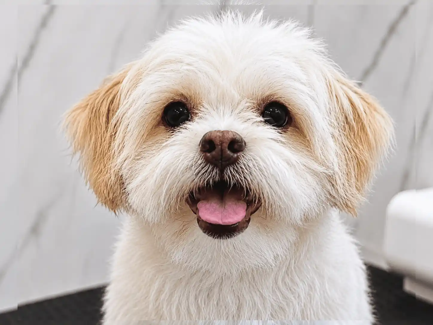 Shih-Tzu após banho e tosa higiênica simples sem acabamento no rostinho na Ilpet Grooming no Ipiranga