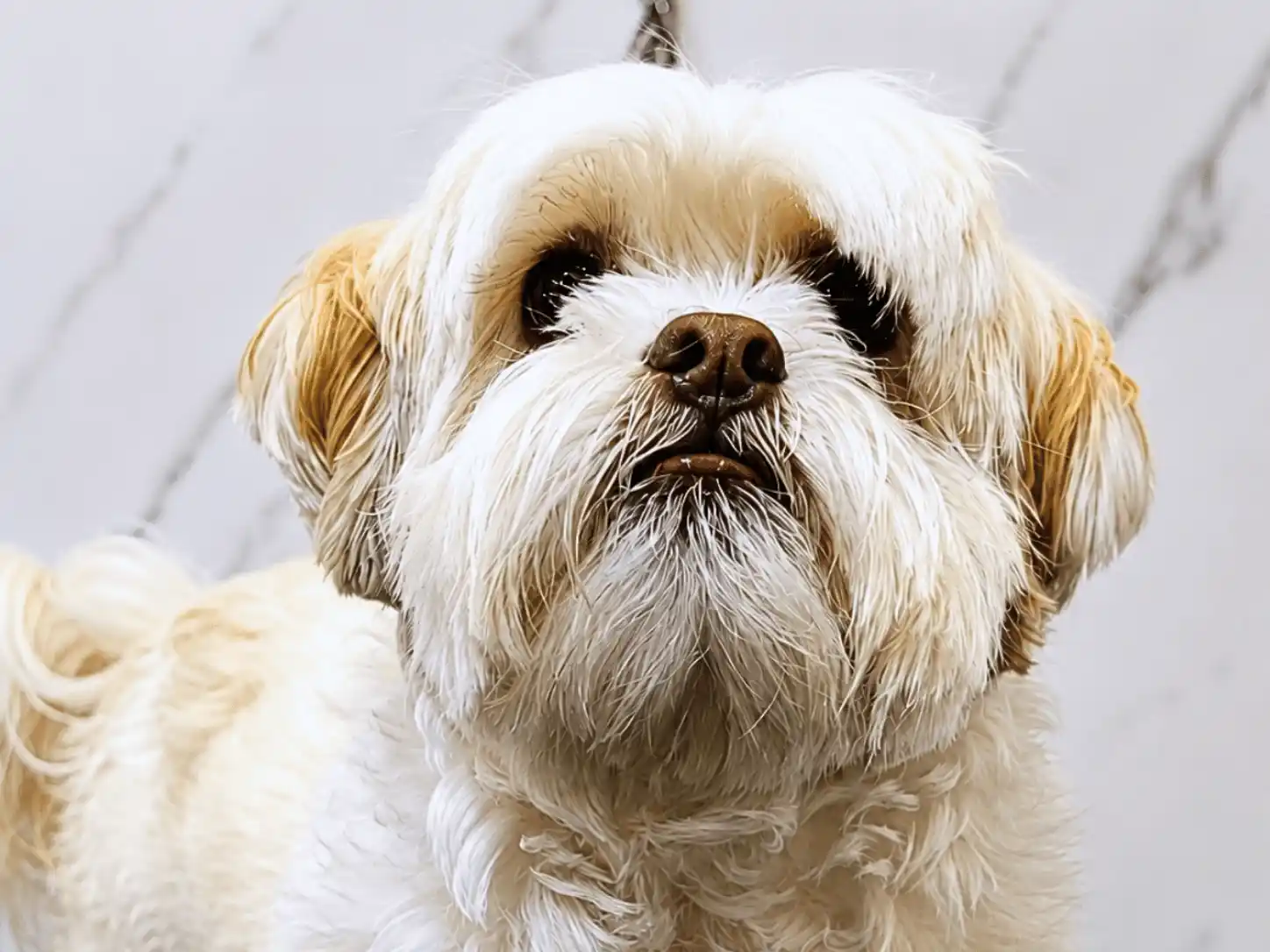 Antes — Raça Shih-Tzu Tosa na Tesoura