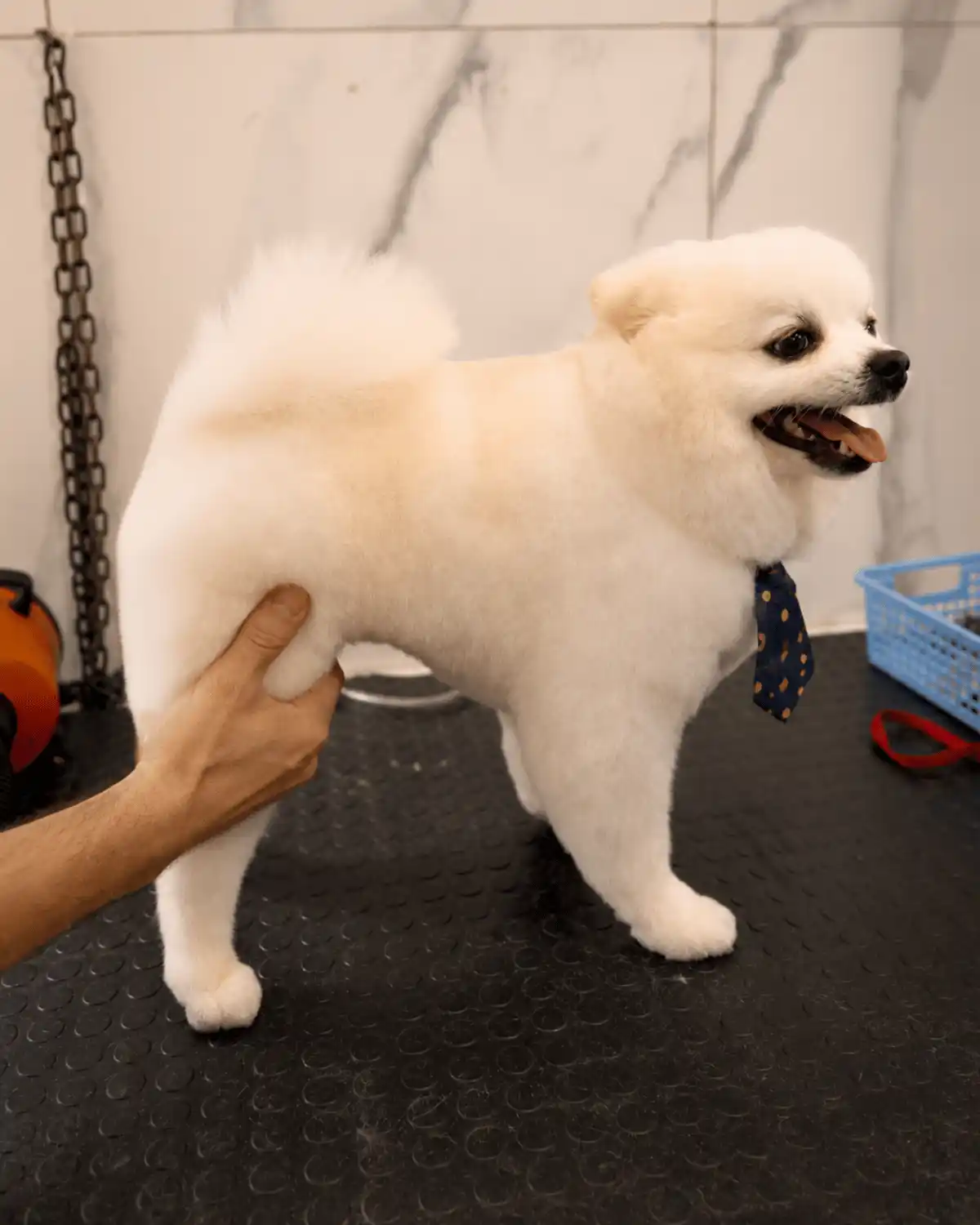 Spitz Alemão — Tosa na Tesoura — resultado real na ILPET Grooming, Ipiranga