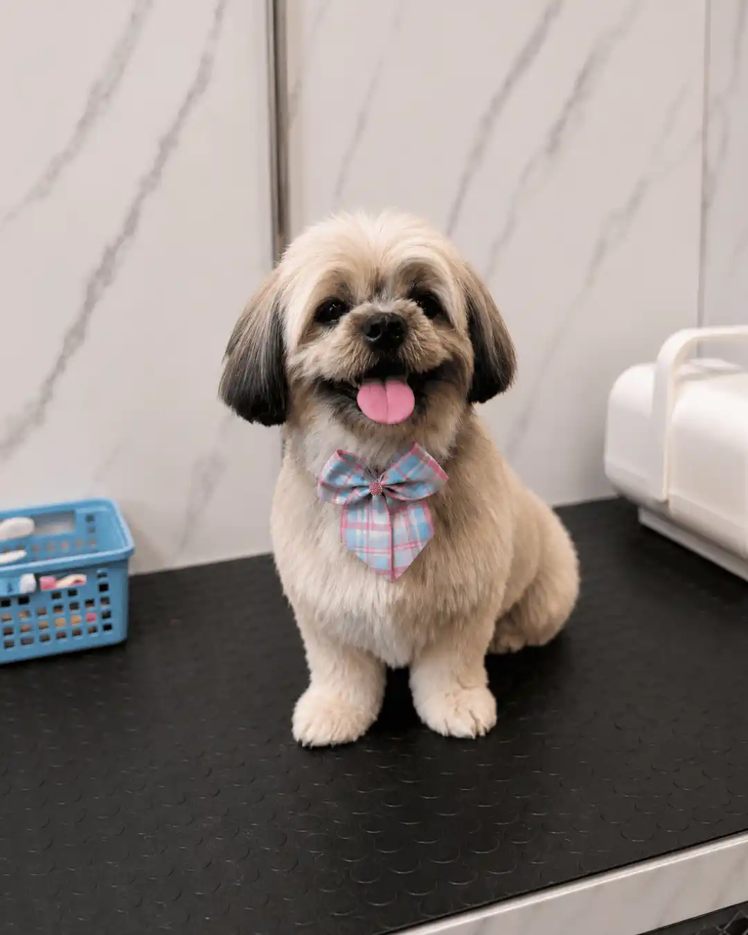 Shih Tzu com pelagem hidratada, brilho e toque macio no Ipiranga