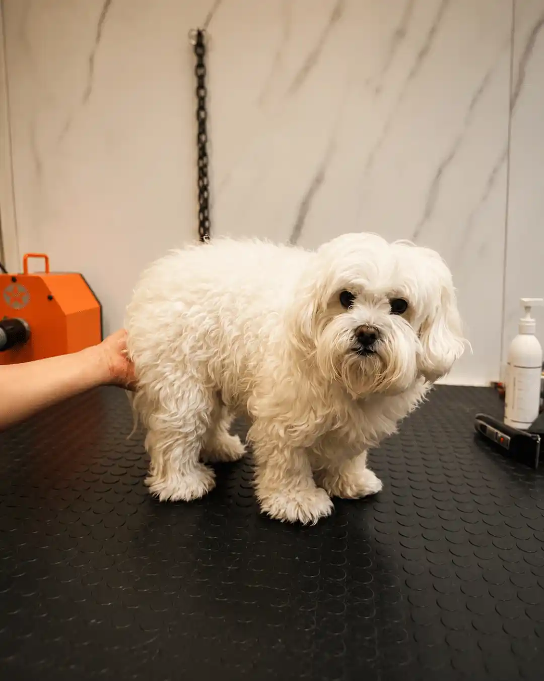 Cão antes da tosa bebê na tesoura realizada pela Ilpet Grooming