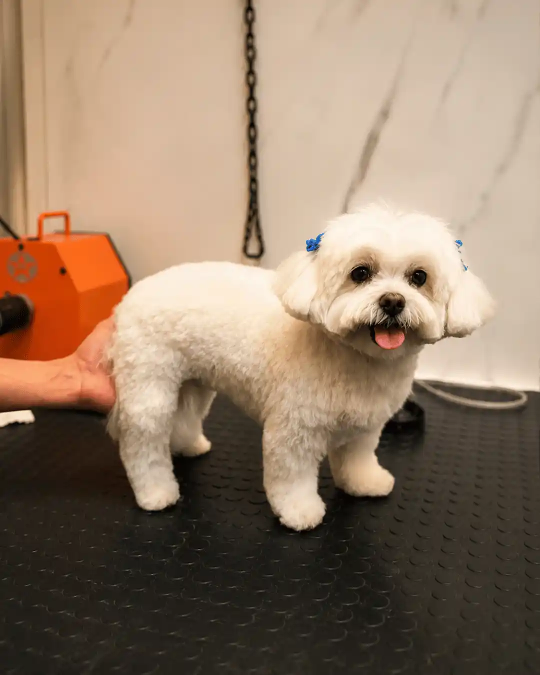 Cão depois da tosa bebê na tesoura realizada pela Ilpet Grooming