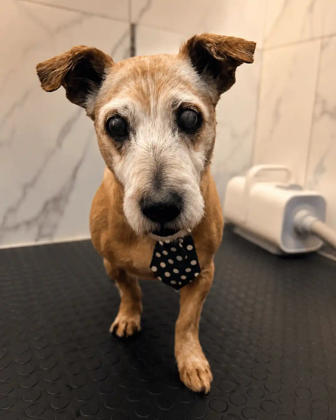Cão idoso durante atendimento cuidadoso de banho na Ilpet Grooming no Ipiranga