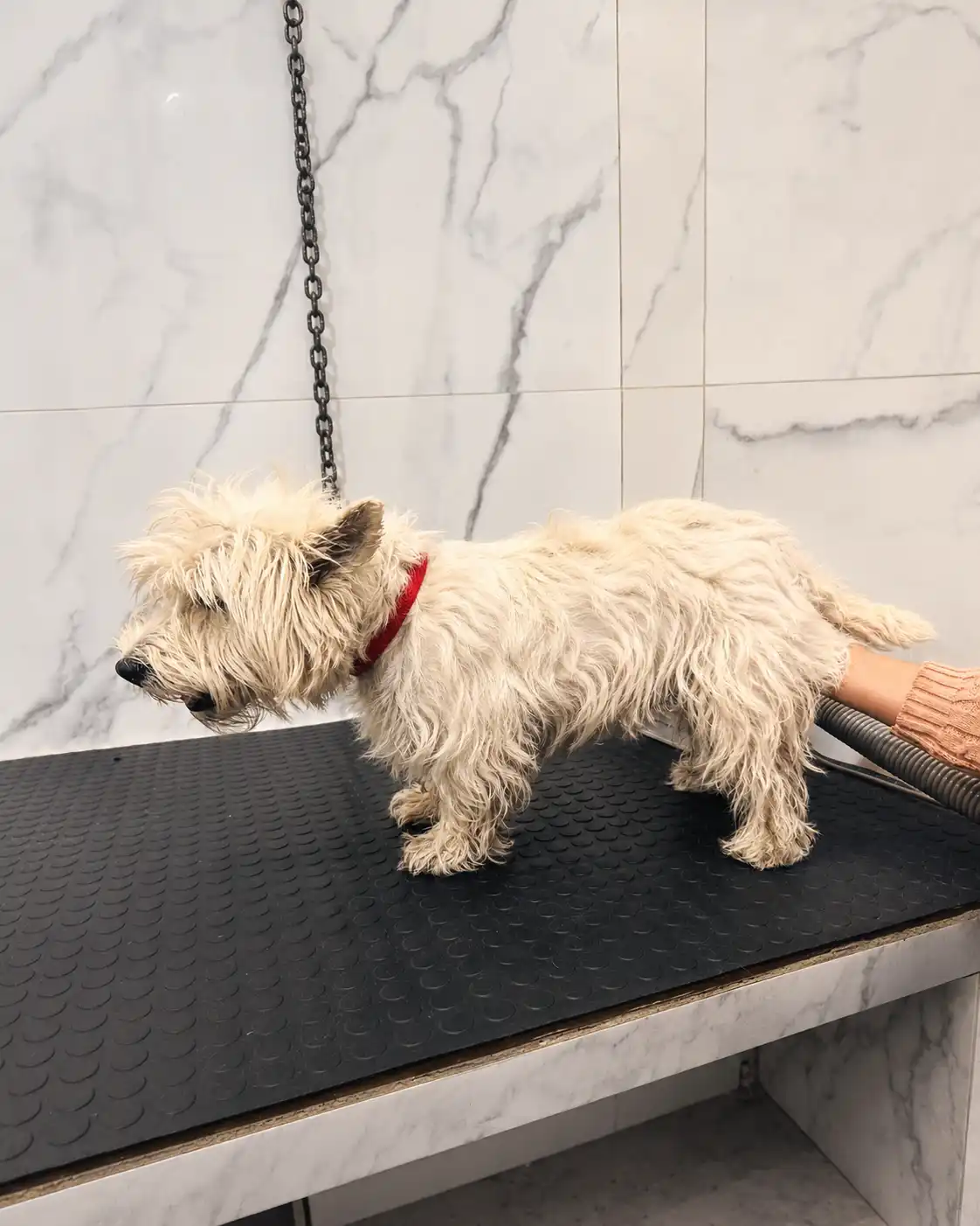 Cão antes de tosa da raça realizada pela Ilpet Grooming
