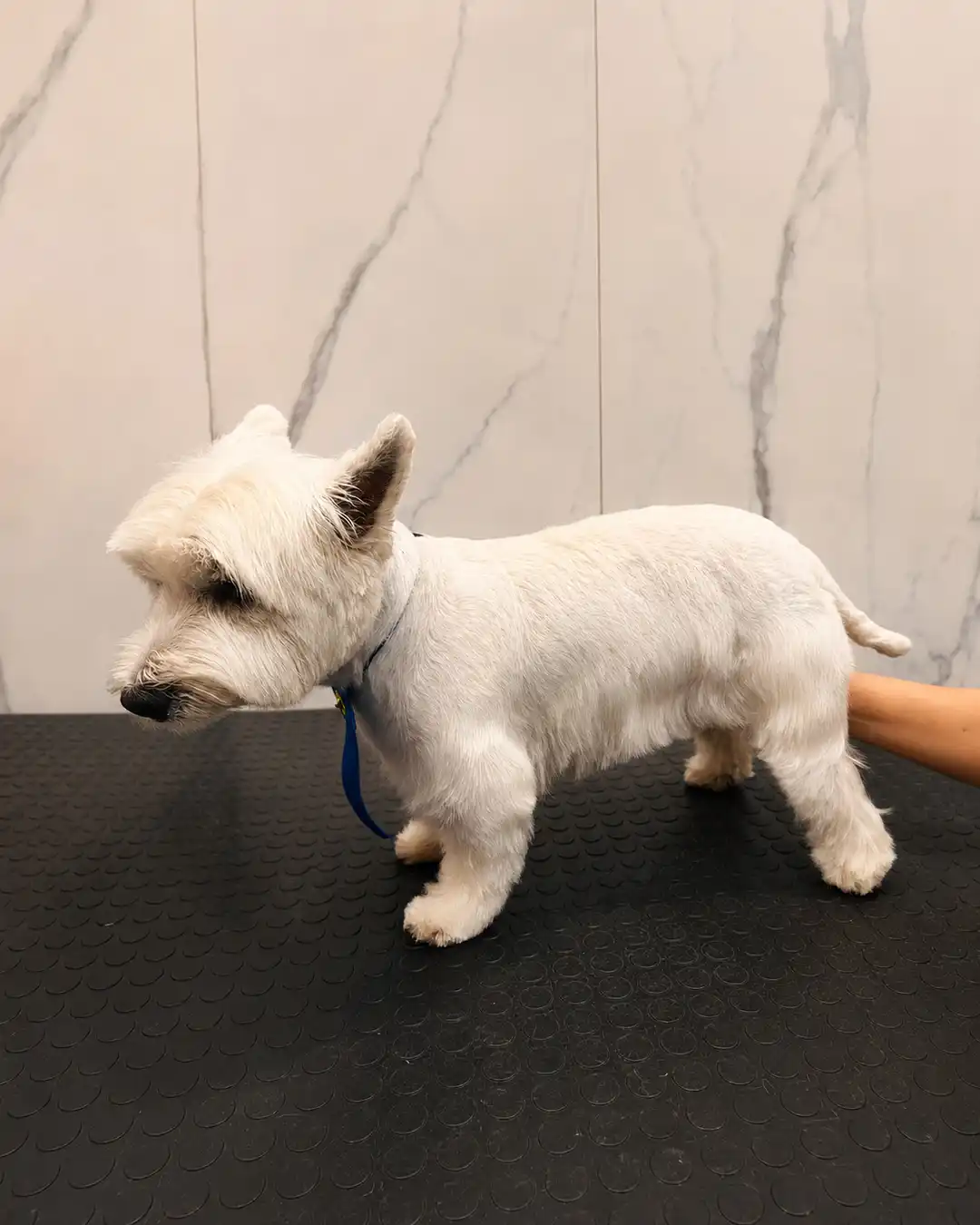 Cão depois de tosa da raça realizada pela Ilpet Grooming