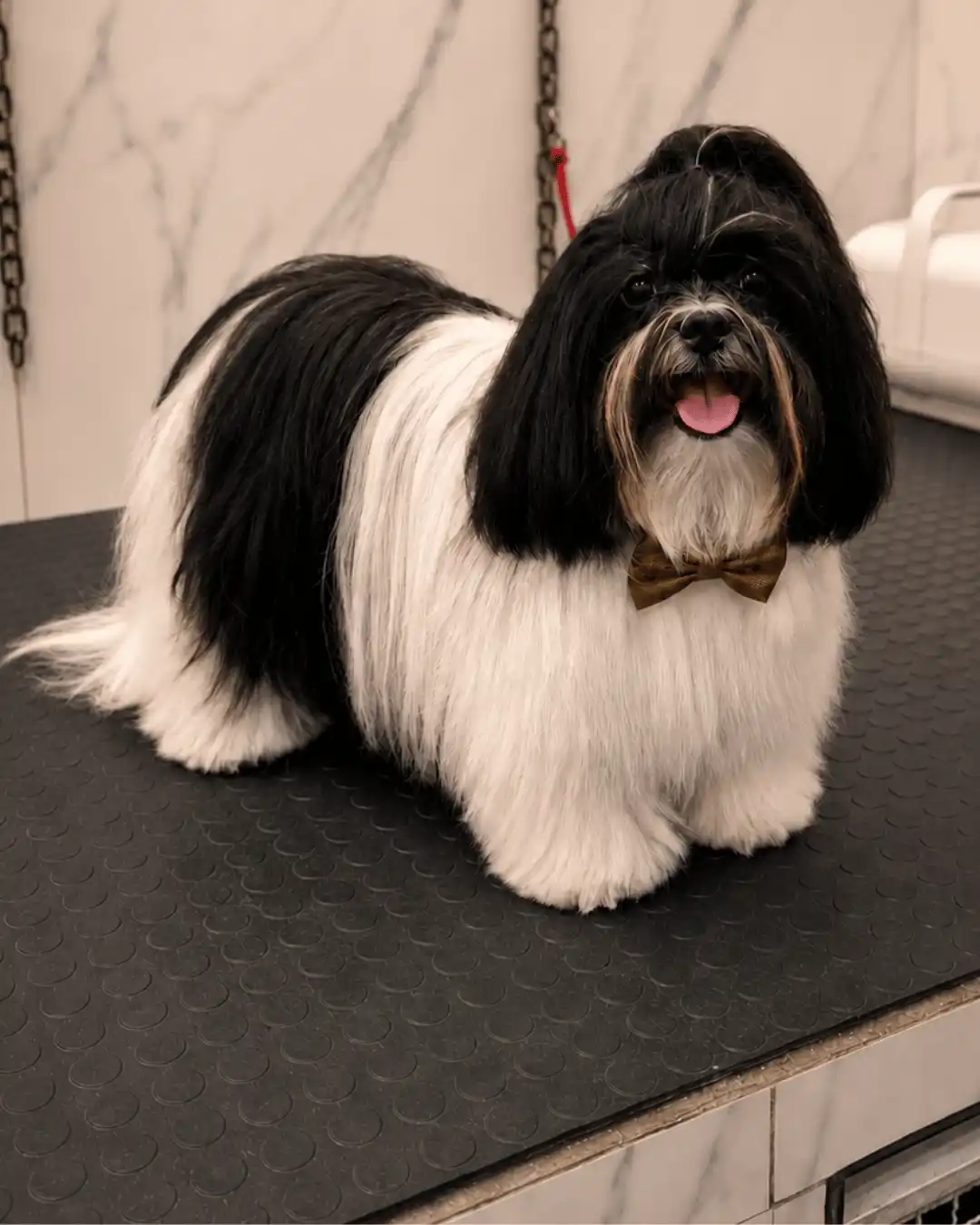 Shih-Tzu — Tosa na Tesoura — resultado real na ILPET Grooming, Ipiranga