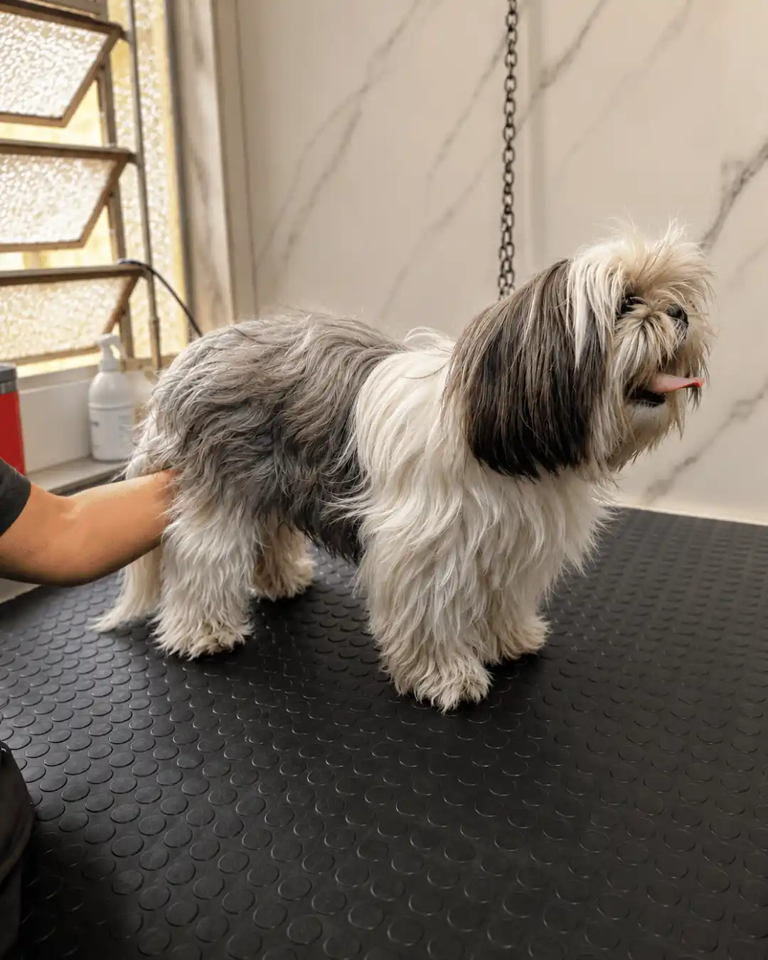 Antes — Raça Shih-Tzu Tosa na Máquina