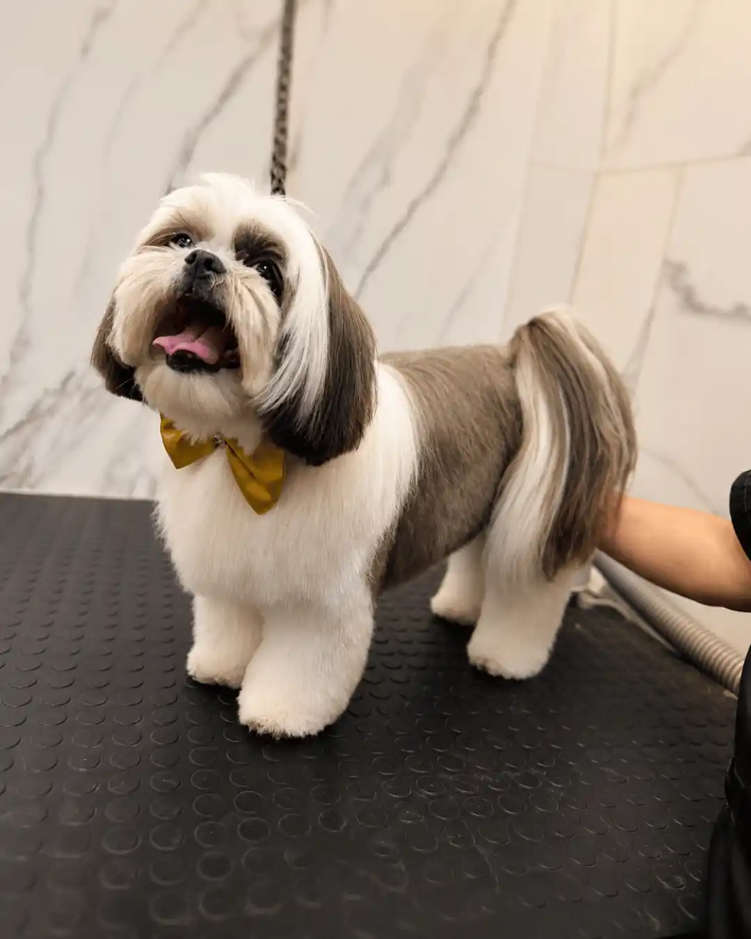 Shih-Tzu — Tosa na Máquina — resultado real na ILPET Grooming, Ipiranga