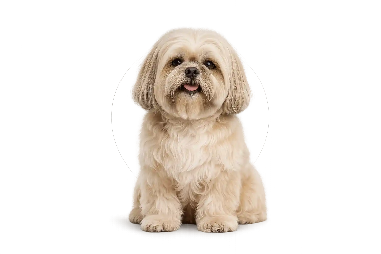 Shih Tzu representando os sete pontos observados no Check-up Pet7+ da Ilpet Grooming
