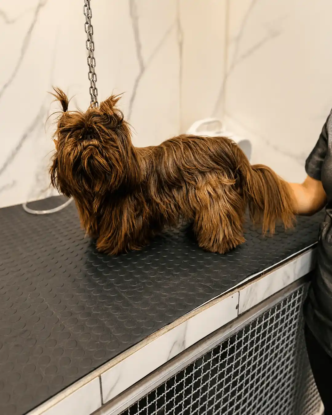 Antes — Raça Shih-Tzu Tosa na Tesoura