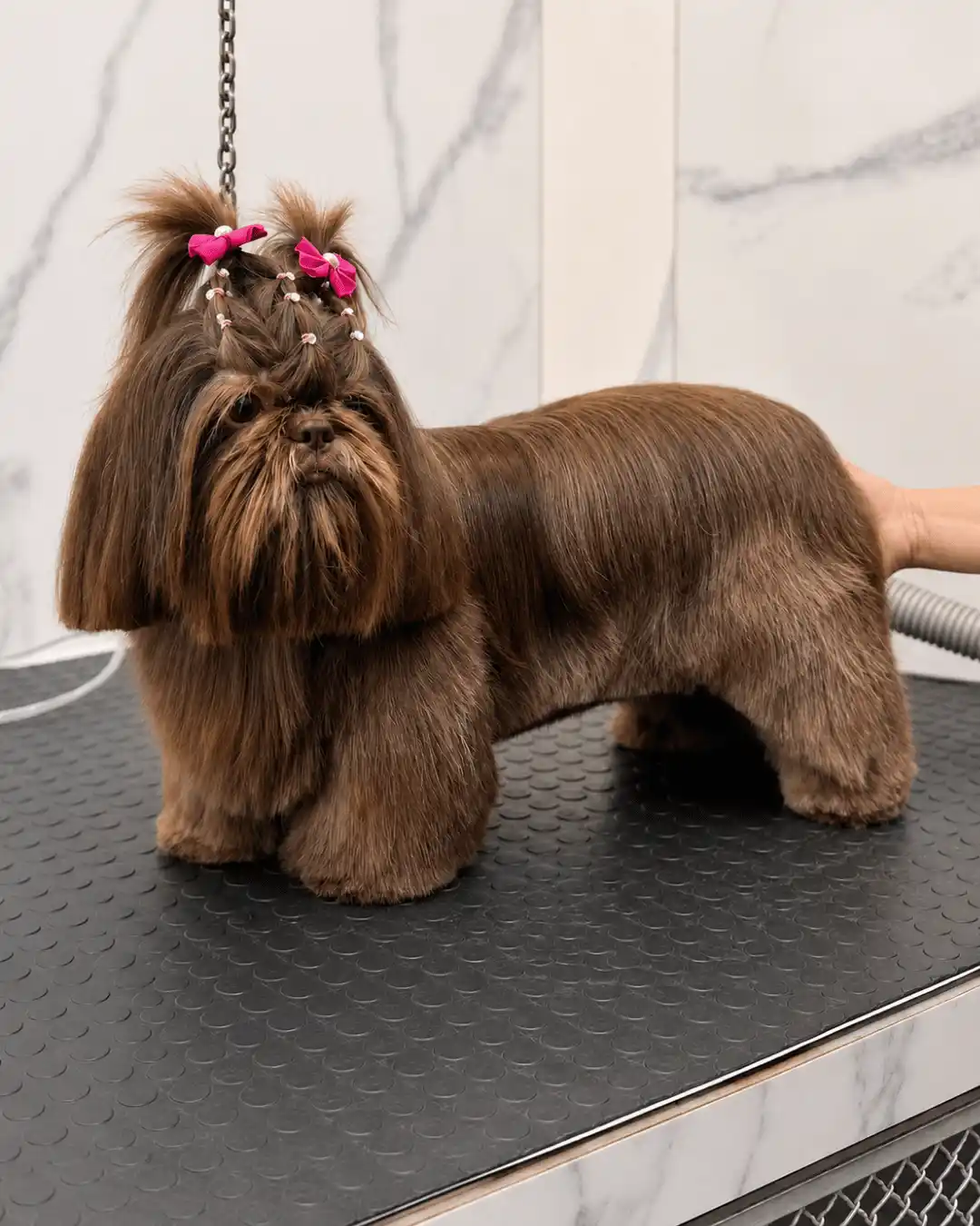 Depois — Raça Shih-Tzu Tosa na Tesoura