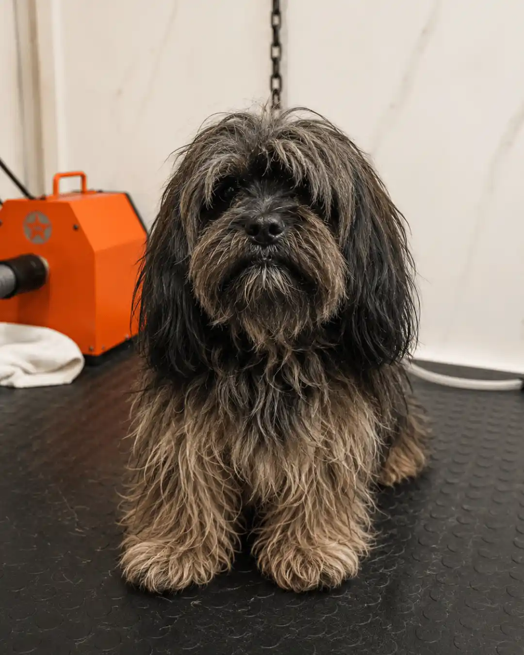 Cão antes da tosa asiática realizada pela Ilpet Grooming