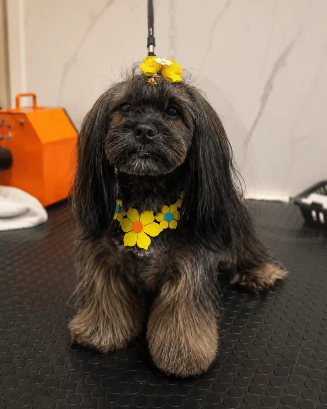 Cão depois da tosa asiática realizada pela Ilpet Grooming