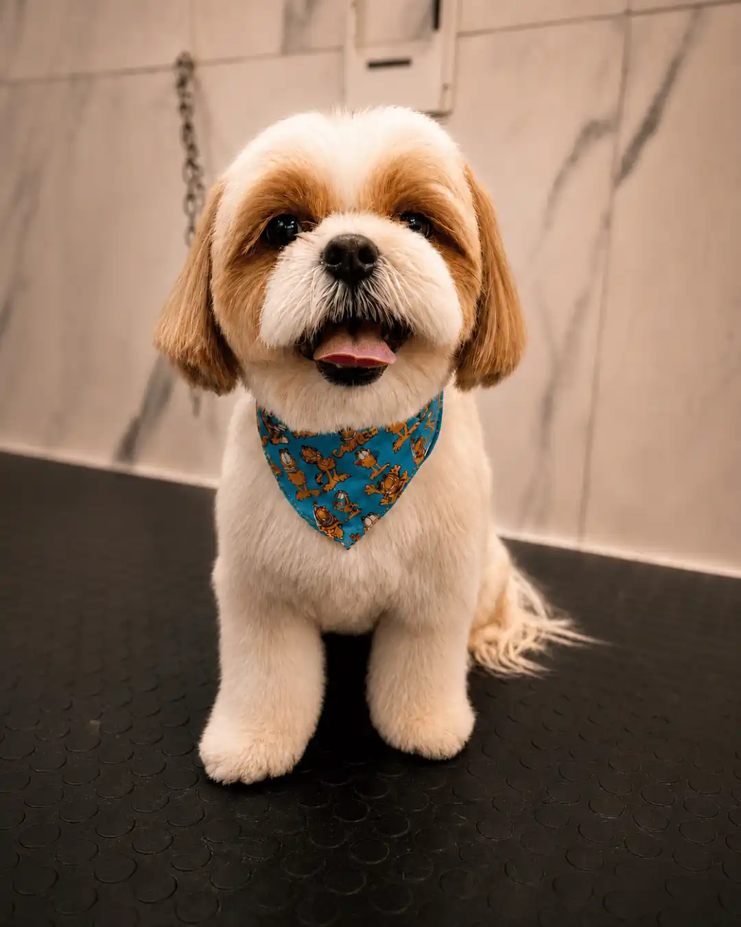 Shih-Tzu — Tosa na Tesoura — resultado real na ILPET Grooming, Ipiranga