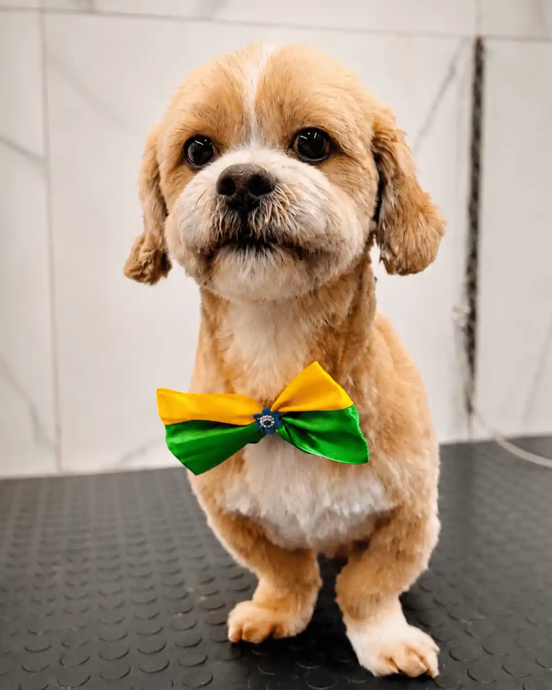 Shih-Tzu — Tosa na Tesoura — resultado real na ILPET Grooming, Ipiranga