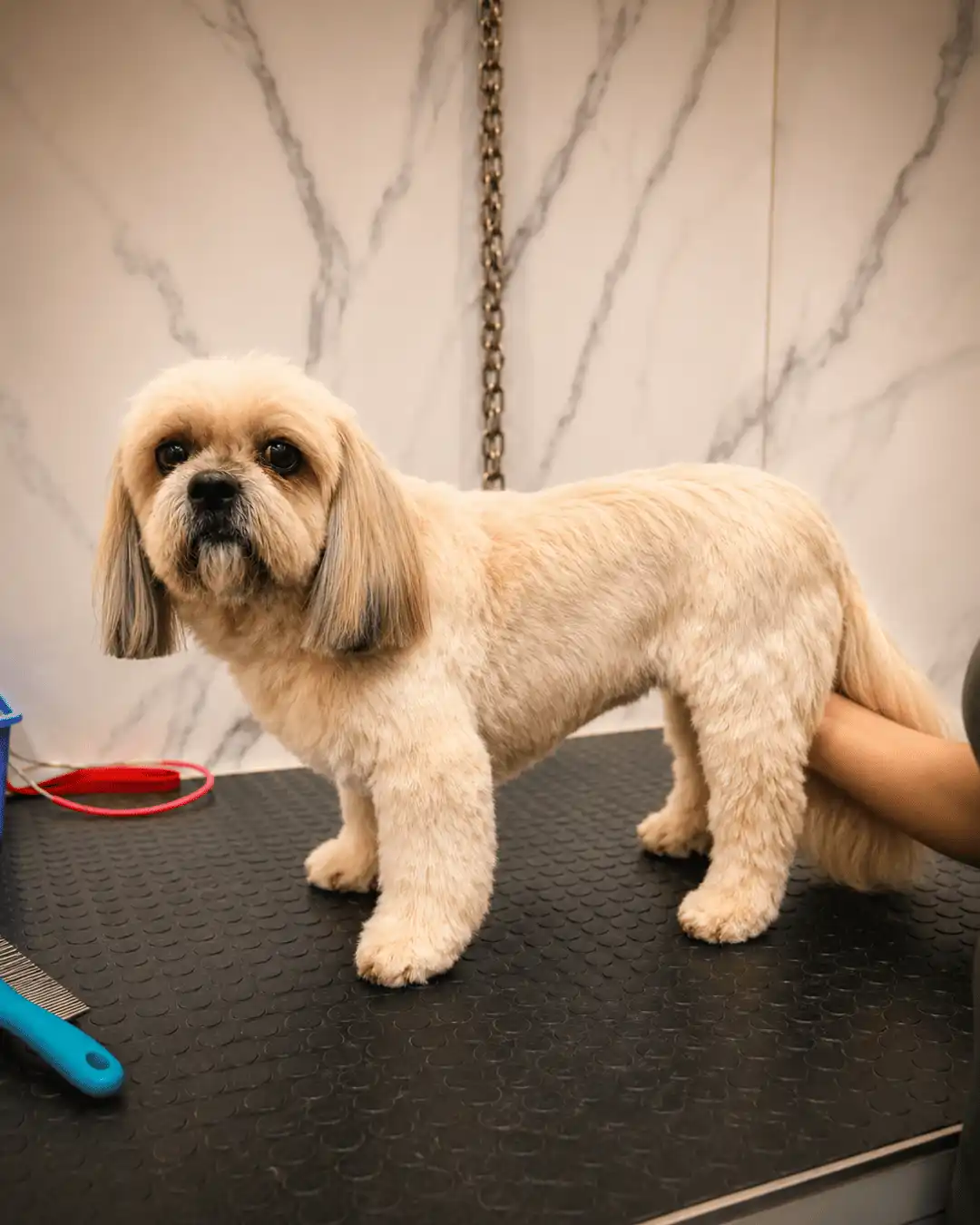 Shih-Tzu com acabamento de tosa na tesoura realizado na Ilpet Grooming
