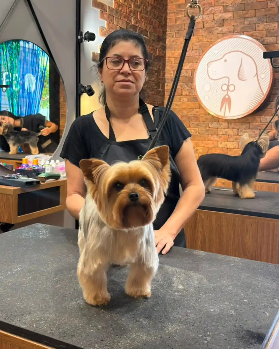 Yorkshire Terrier atendido sob a direção técnica de Andréa Miranda na Ilpet